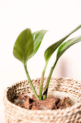 Monstera standleyana variegata